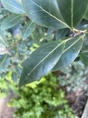 Magnoliopsida