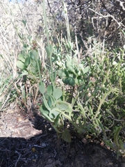 Kalanchoe rotundifolia