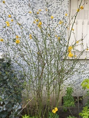 Kerria japonica