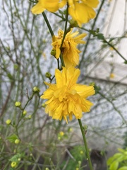 Kerria japonica