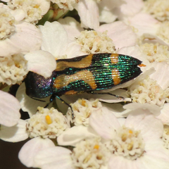 Castiarina flavopicta