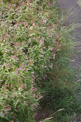 Drüsiges Springkraut (Impatiens glandulifera): Herkunft und Verwendung — Foto 2