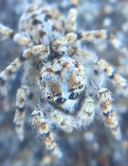 Habronattus amicus