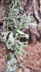 Ramalina fraxinea
