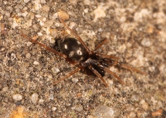 Phrurolithus