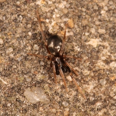 Phrurolithus