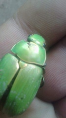 Chrysina