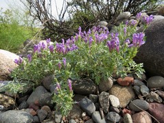 Scutellaria tuvensis