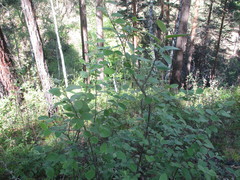 Cotoneaster melanocarpus