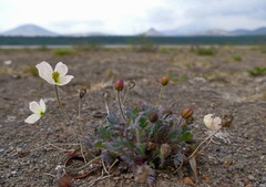 Papaver alboroseum