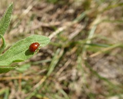 Sphaeroderma testaceum