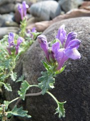 Scutellaria tuvensis