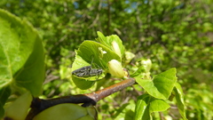 Stenostola ferrea
