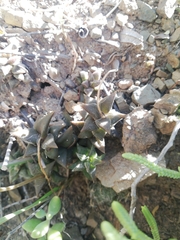 Anacampseros arachnoides