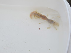 Gilvossius tyrrhenus