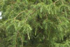 Juniperus rigida