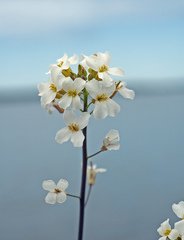Arabidopsis suecica