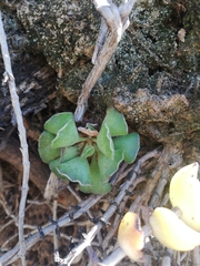 Adromischus cristatus
