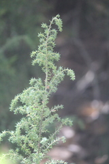 Pultenaea hispidula