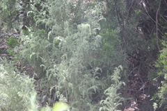 Pultenaea hispidula