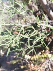 Asparagus striatus