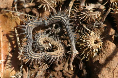 Scorpiurus muricatus image