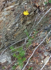 Ursinia discolor