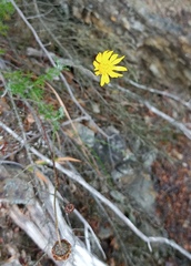 Ursinia discolor