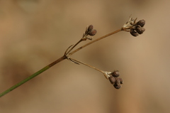 Asperula aristata