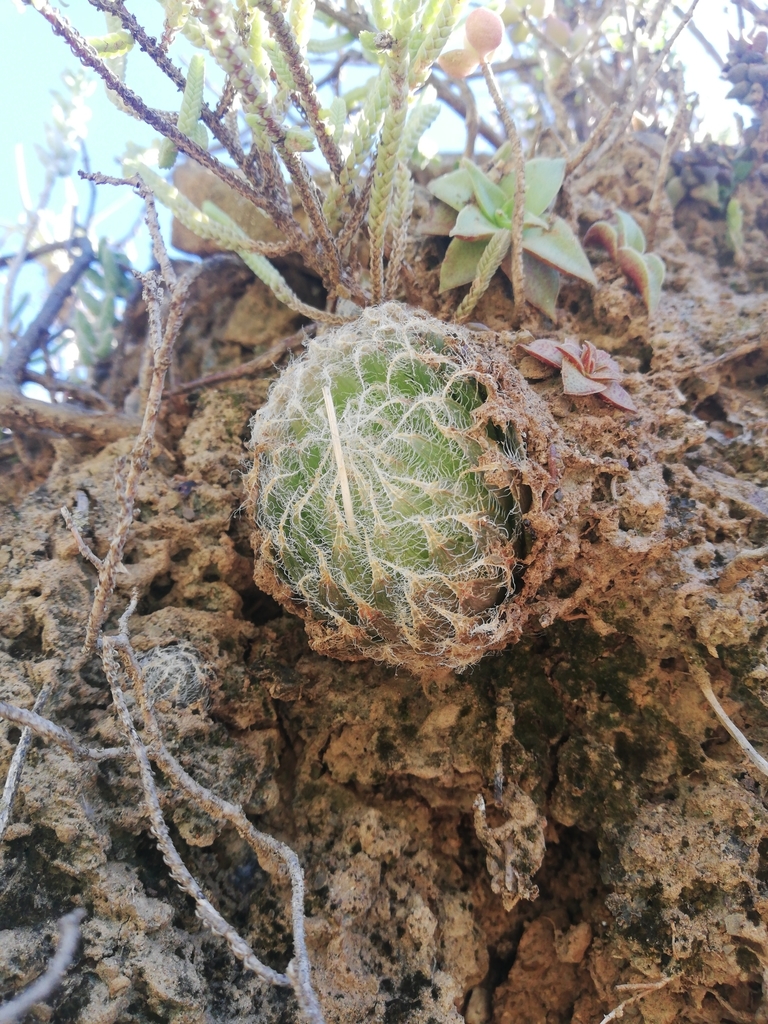 Haworthia bolusii