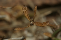 Asperula aristata