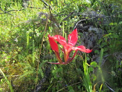 Gladiolus sempervirens
