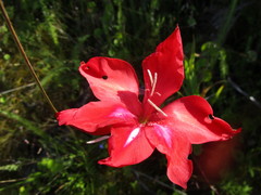 Gladiolus sempervirens