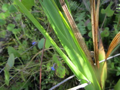 Gladiolus sempervirens
