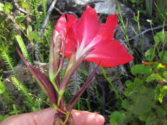 Gladiolus sempervirens