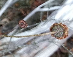 Ursinia discolor