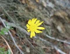 Ursinia discolor