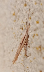 Ypsolopha mucronella