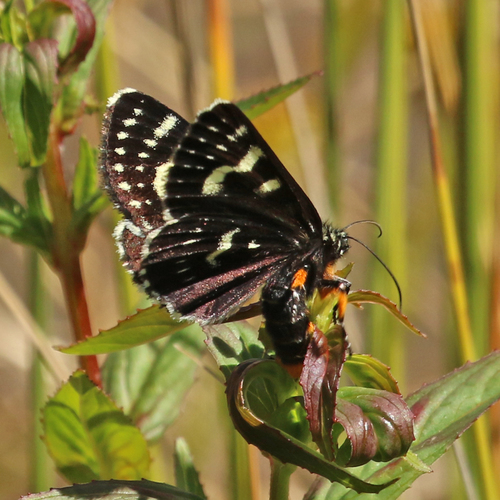 Willow-herb Day-moth