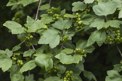 Ribes komarovii