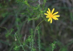 Ursinia discolor