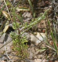 Ursinia discolor