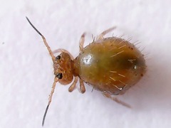 Allacma fusca