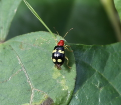 Gynandrobrotica lepida