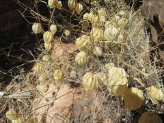 Physalis crassifolia