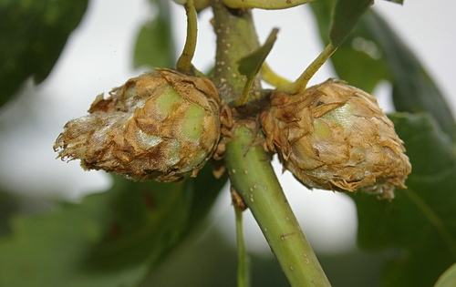 Oak Artichoke Gall Wasp