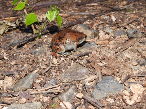 Hypopachus ustus