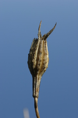 Eudianthe coeli-rosa