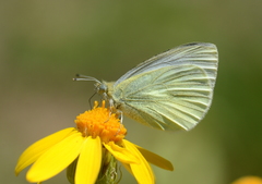 Pieris bowdeni