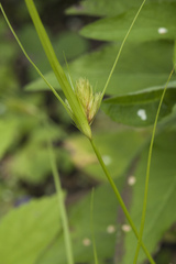Carex bohemica